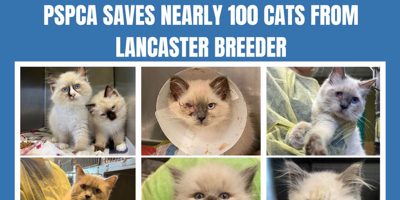 PSPCA Rescues nearly 100 cats from breeder in Lancaster County